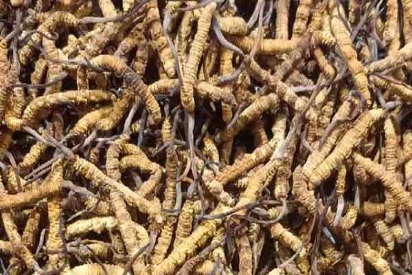 朝阳中医师承班要多少学费 - 培训机构排名