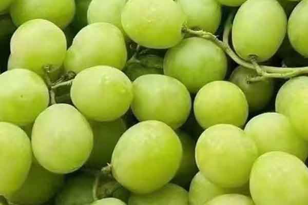 信阳营养师报考条件 - 考试地址 - 考试科目