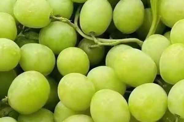 三门峡营养师报考条件 - 考试地址 - 考试科目