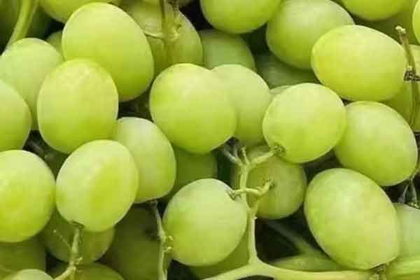 湘潭营养师报考条件 - 考试地址 - 考试科目