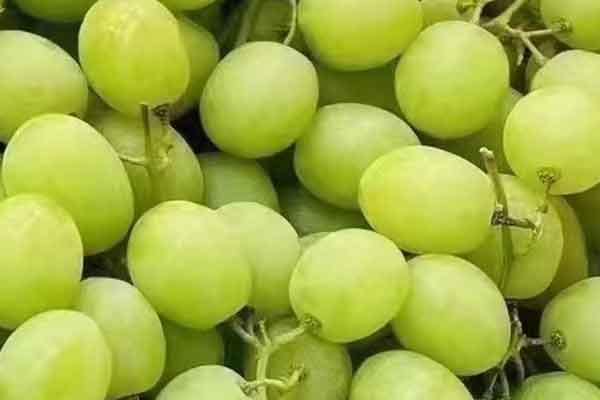 宜昌营养师报考条件 - 考试地址 - 考试科目