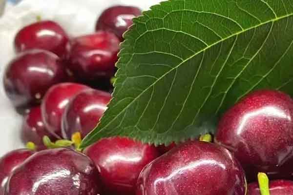 榆林营养师报考条件 - 考试地址 - 考试科目