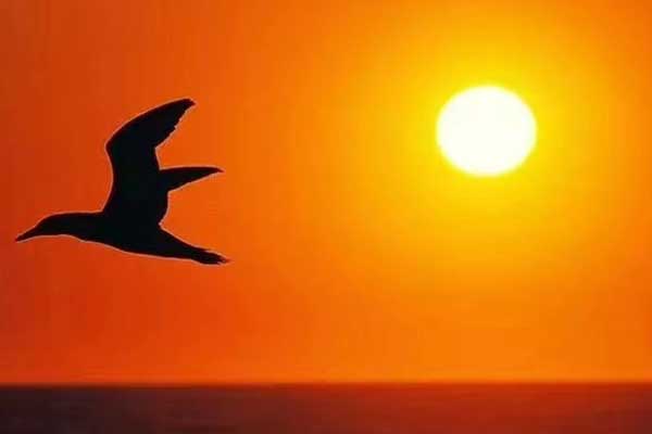 重庆心理咨询师证怎么考 - 报考条件要求有哪些？