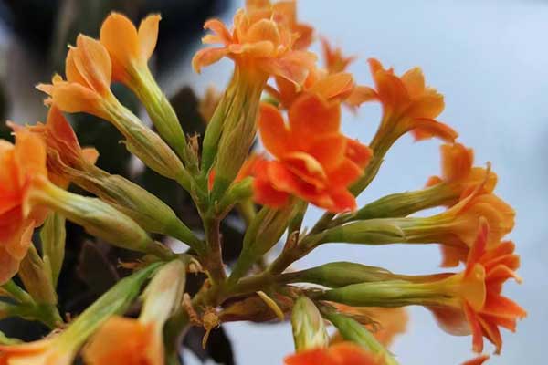 张家口心理咨询师证怎么考 - 报考条件要求有哪些？