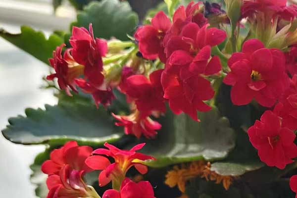 沧州心理咨询师证怎么考 - 报考条件要求有哪些？