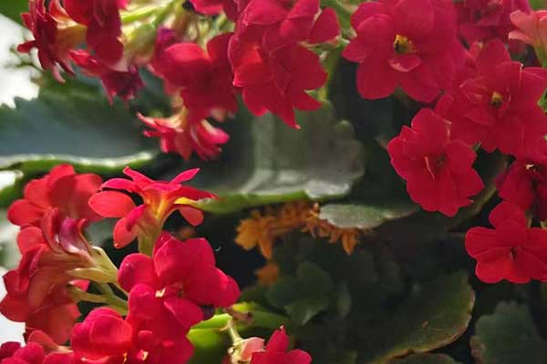 廊坊心理咨询师证怎么考 - 报考条件要求有哪些？