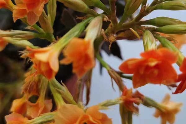 长春心理咨询师证怎么考 - 报考条件要求有哪些？