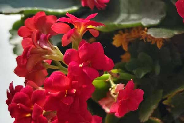 吉林心理咨询师证怎么考 - 报考条件要求有哪些？