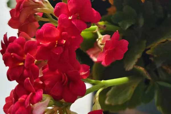 四平心理咨询师证怎么考 - 报考条件要求有哪些？