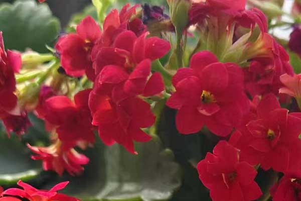 临沂心理咨询师证怎么考 - 报考条件要求有哪些？