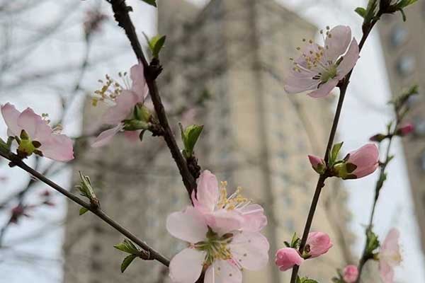 金华心理咨询师证怎么考 - 报考条件要求有哪些？