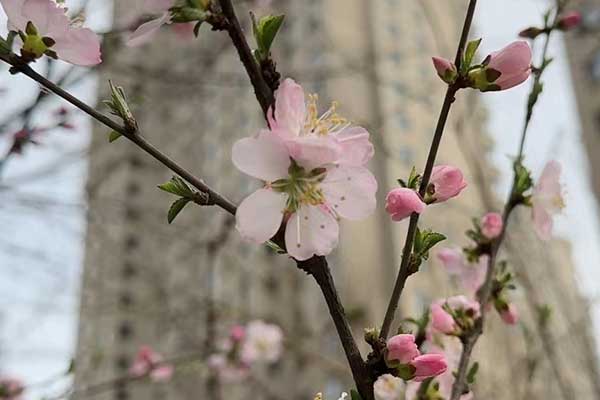 嘉兴心理咨询师证怎么考 - 报考条件要求有哪些？