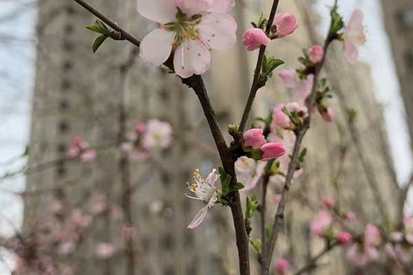 丽水心理咨询师证怎么考 - 报考条件要求有哪些？
