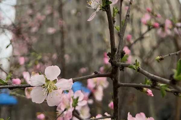 衢州心理咨询师证怎么考 - 报考条件要求有哪些？