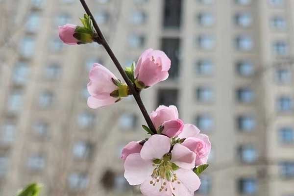 南京心理咨询师证怎么考 - 报考条件要求有哪些？
