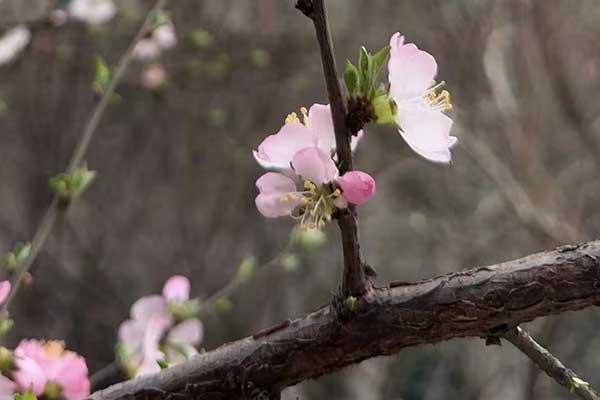 常州心理咨询师证怎么考 - 报考条件要求有哪些？