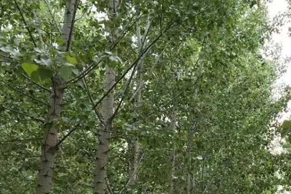 贵阳心理咨询师证怎么考 - 报考条件要求有哪些？