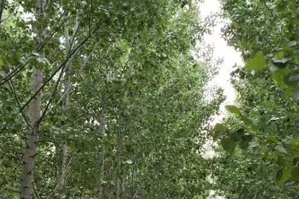 贵州心理咨询师证怎么考 - 报考条件要求有哪些？