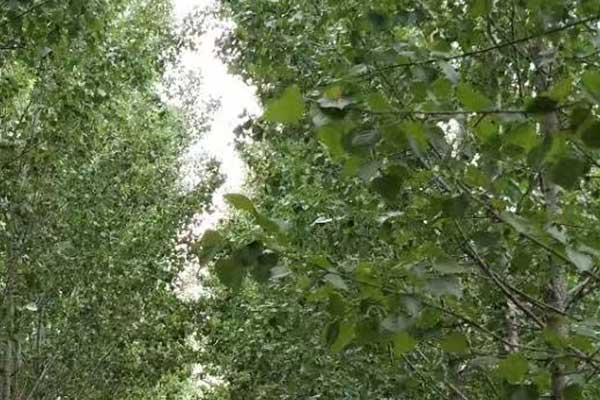 六盘水心理咨询师证怎么考 - 报考条件要求有哪些？