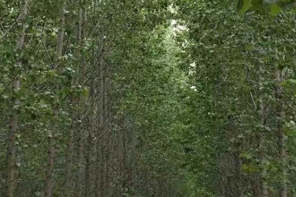 玉溪心理咨询师证怎么考 - 报考条件要求有哪些？