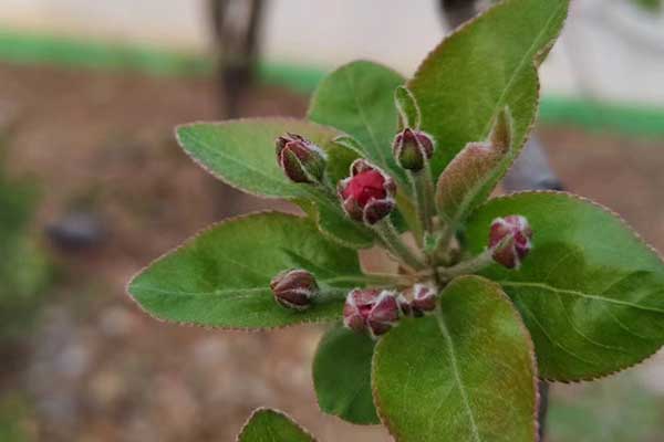 新疆心理咨询师证怎么考 - 报考条件要求有哪些？