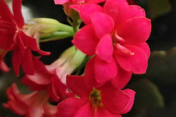 玉林心理咨询师证怎么考 - 报考条件要求有哪些？