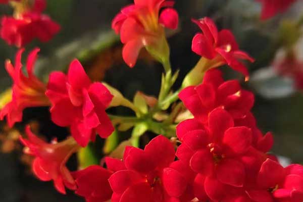 海南心理咨询师证怎么考 - 报考条件要求有哪些？