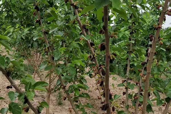 鞍山社会工作者培训机构哪家好？费用多少钱？