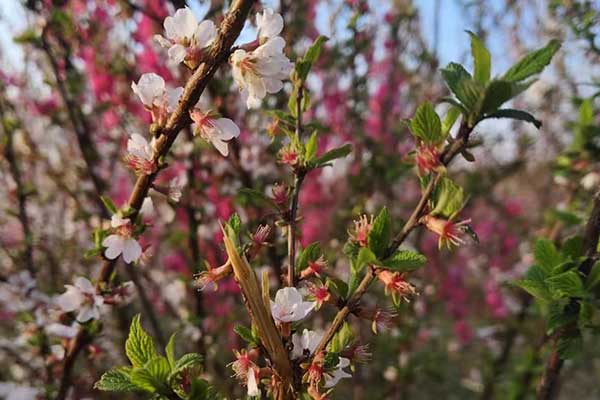 淄博社会工作者培训机构哪家好？费用多少钱？