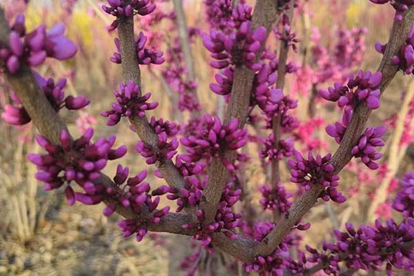 攀枝花社会工作者培训机构哪家好？费用多少钱？