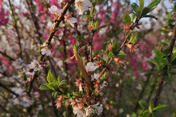 德阳社会工作者培训机构哪家好？费用多少钱？