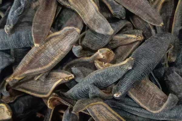 中医师承机构哪家好