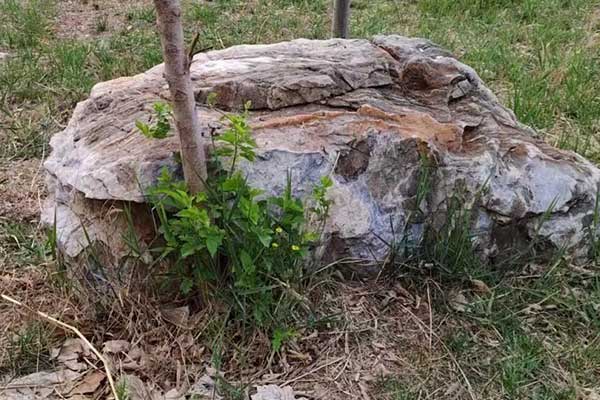 朝阳考社会工作师需要什么条件 - 考试时间