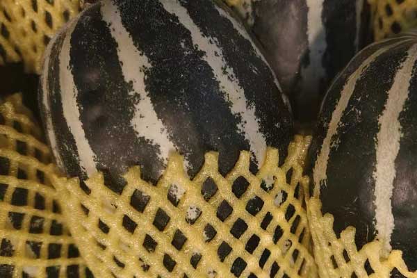 商丘公共营养师培训学校哪家好 - 费用多少钱