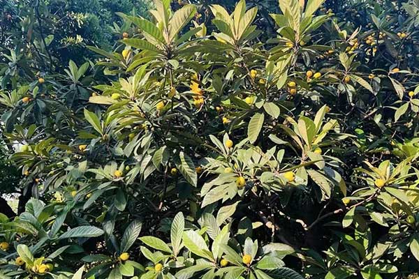 盐城健康师培训班多少钱一个月