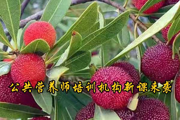 考公共营养师考哪些内容