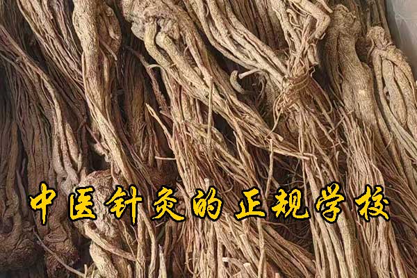 上海成人想学中医去什么学校