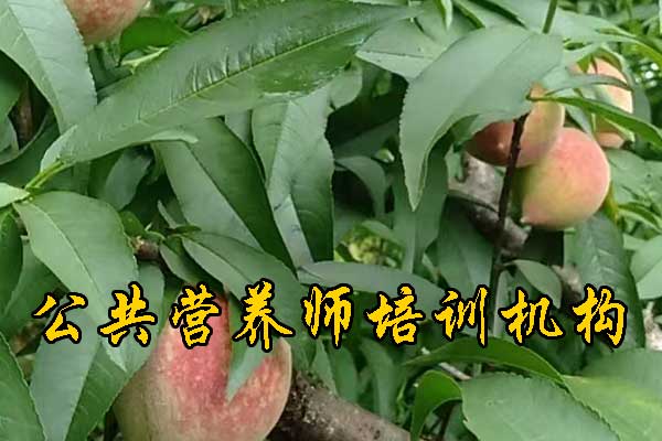 南昌公共营养师培训中心管报名吗