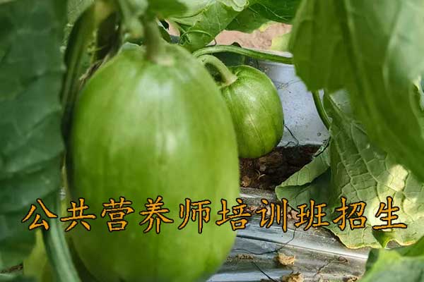 苏州公共营养师培训哪家好