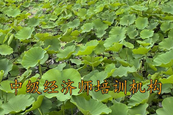 江门中级经济师报名费用多少