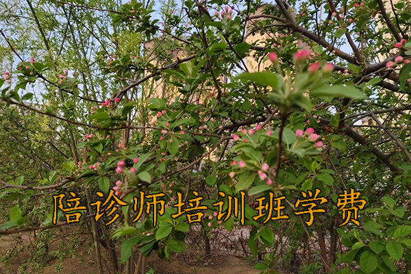 厦门陪诊师培训机构哪家好