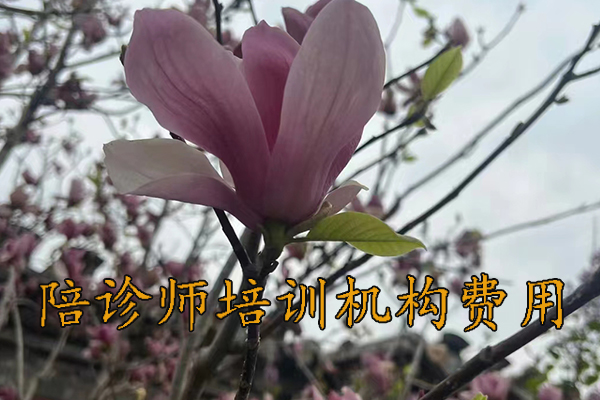 廊坊陪诊师培训机构费用多少