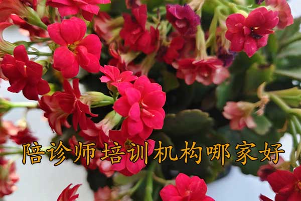 绵阳陪诊师培训机构费用多少