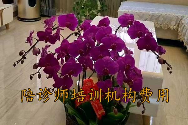 宜昌陪诊师培训费用标准