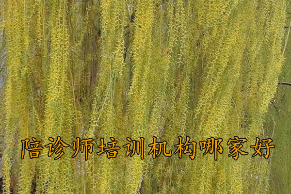 南阳陪诊师培训机构哪家好