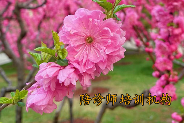 蚌埠陪诊师培训费用标准