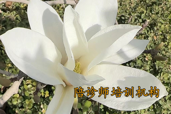 湘潭陪诊师培训机构哪家好