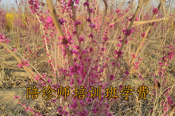 潮州陪诊师培训机构费用多少