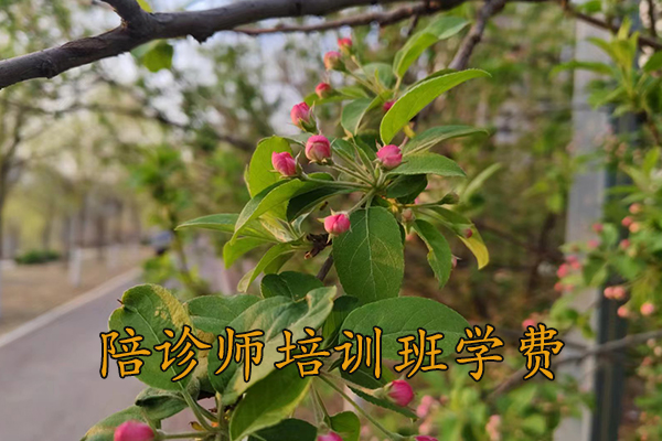 南平陪诊师培训班学费多少钱