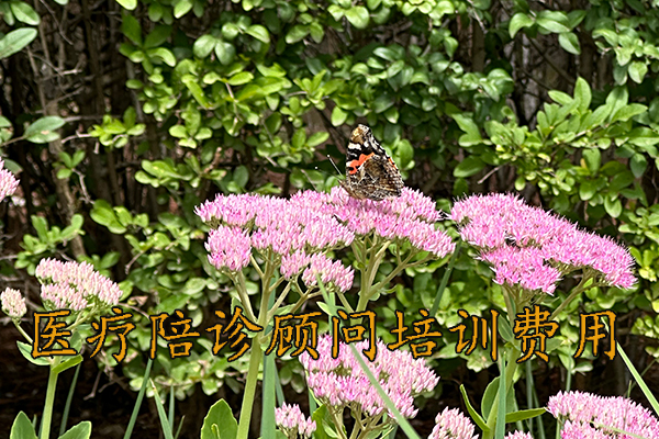 贵阳医疗陪诊顾问培训费用